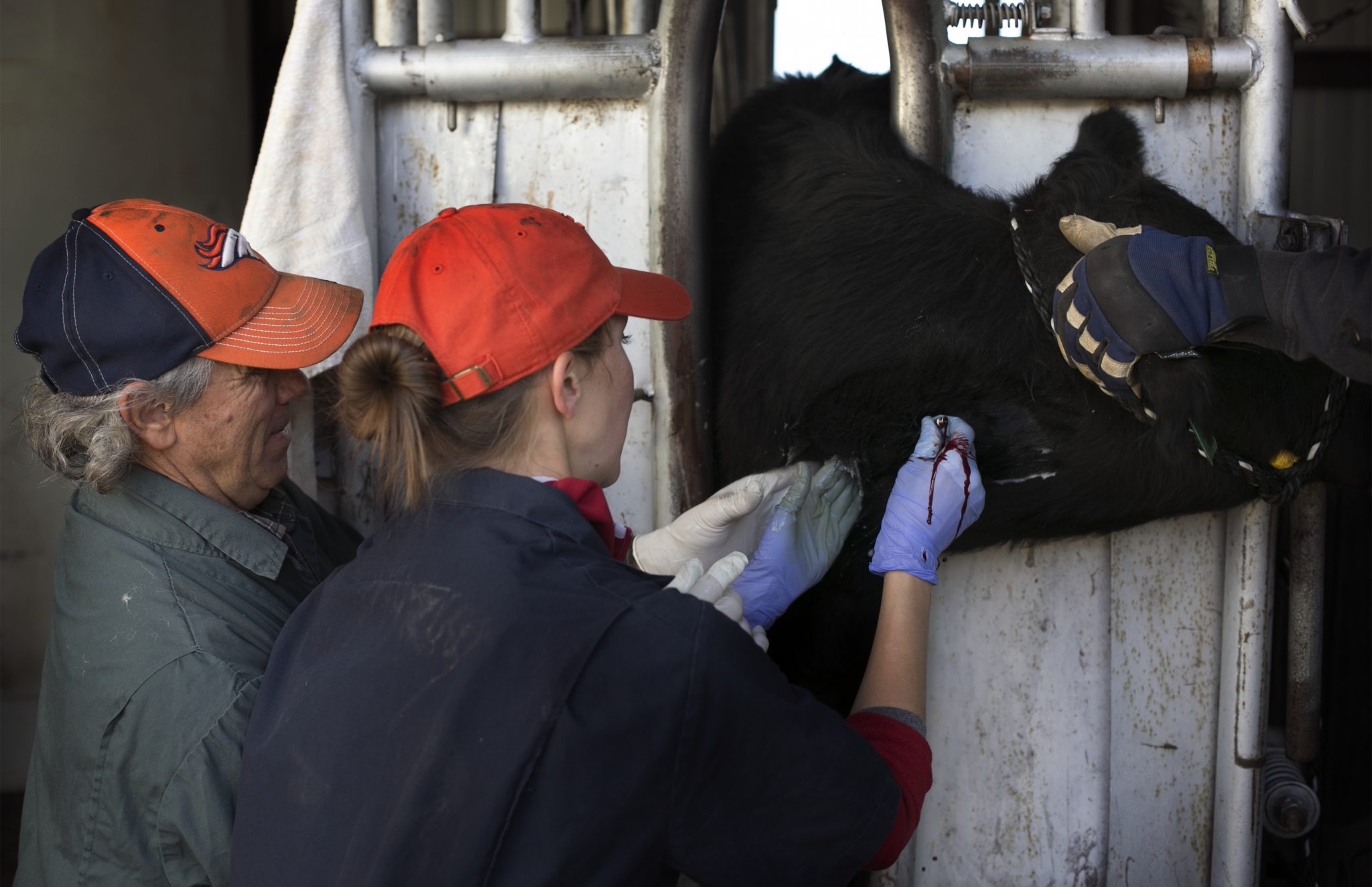 Tim Holt and Sundberg test a cow for high mountain disease